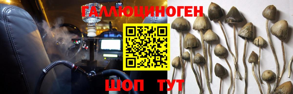 Обь  Галлюциногенные грибы Psilocybe  Вход с VPN 